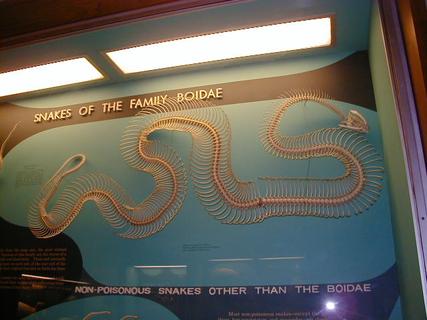Boa snake skeleton<br>Location: <a href="https://www.google.com/maps/search/?api=1&query=38.89096,-77.02601" target="_new">Smithsonian National Museum of Natural History</a>